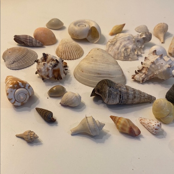 Assorted Seashell Collection - Picture 4 of 5